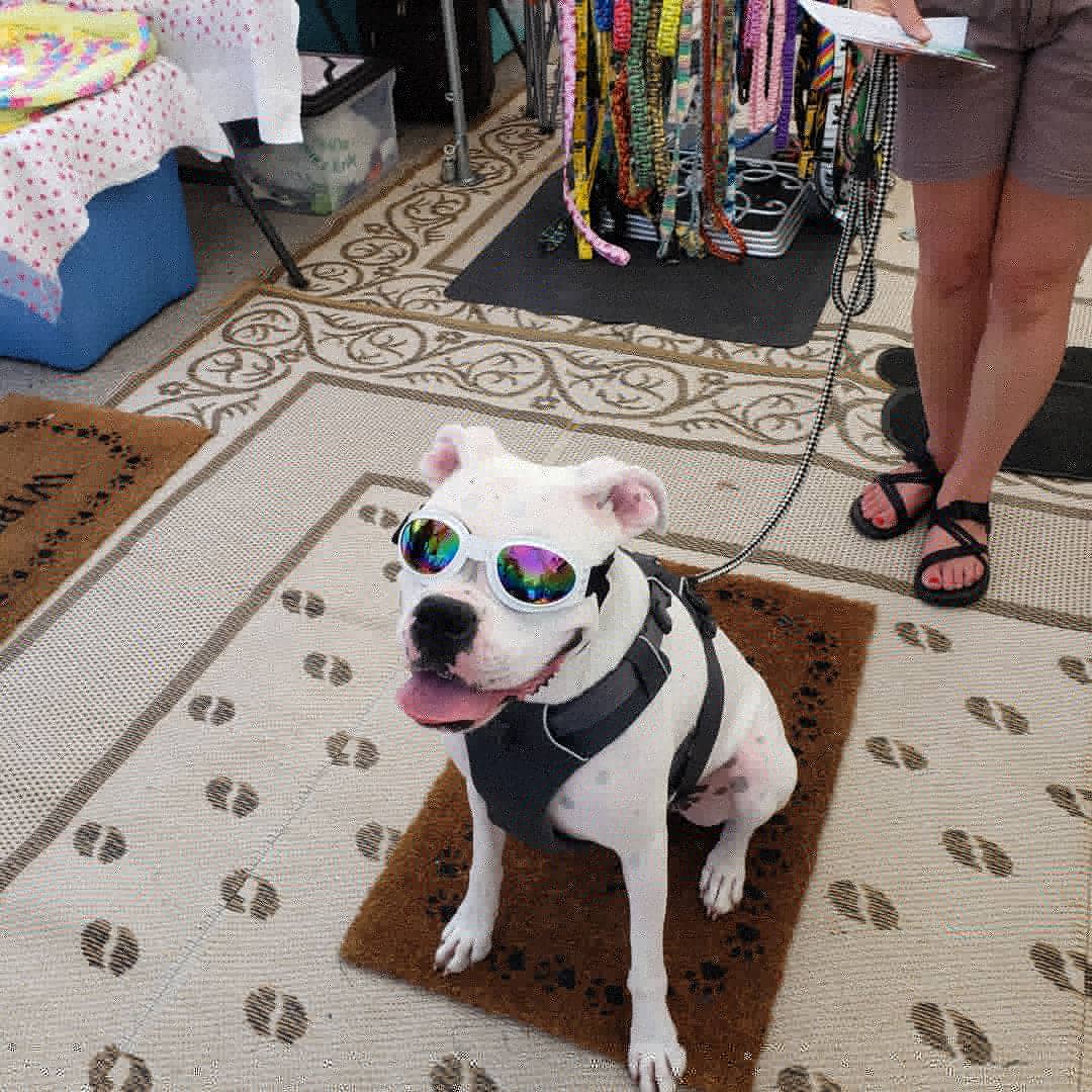 A white dog sitting on top of a rug.