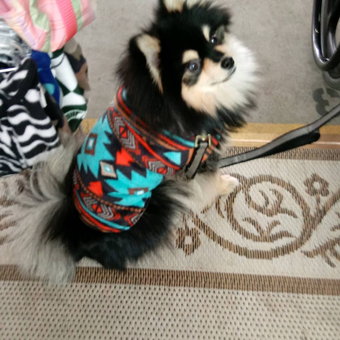 A small dog wearing a sweater on the floor.