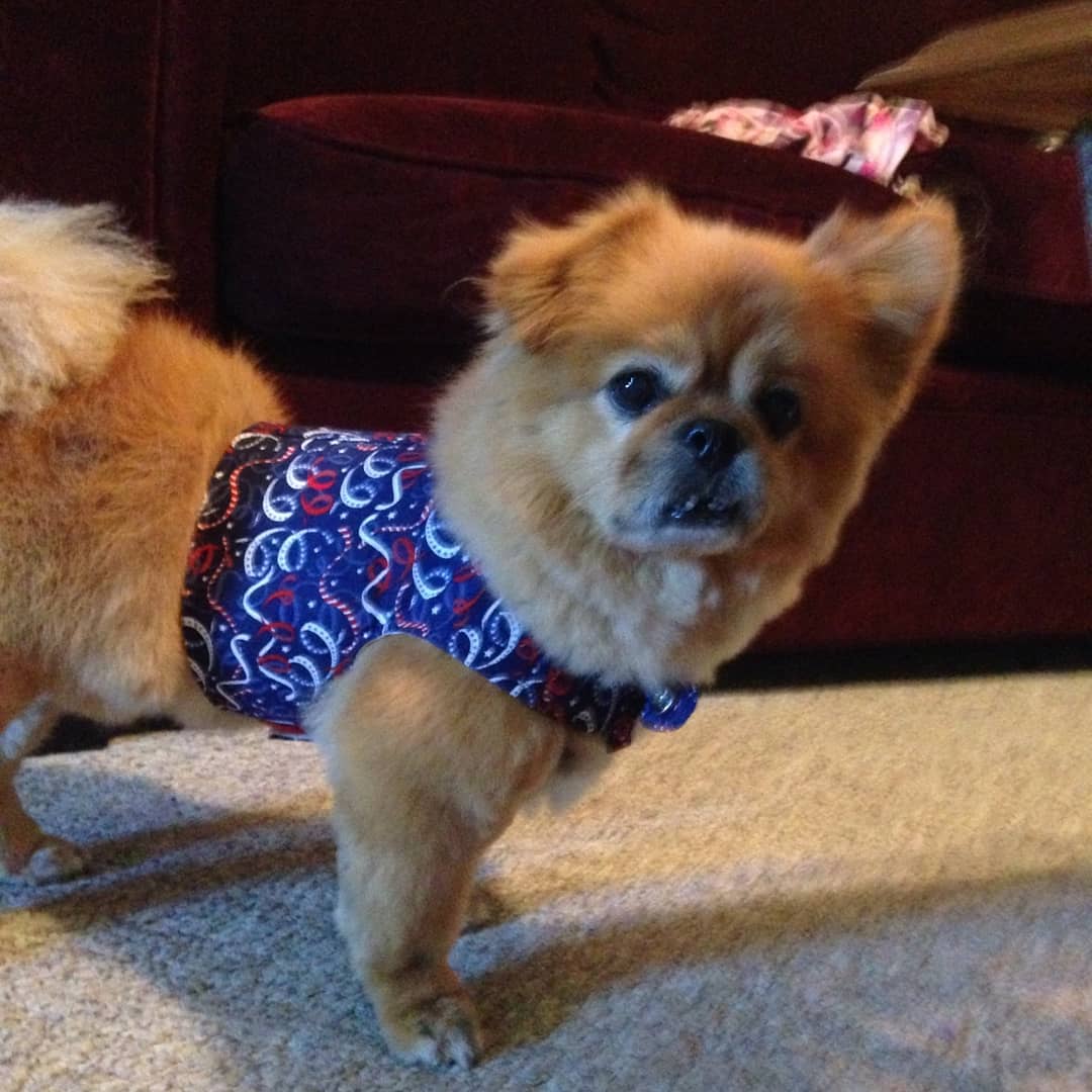 A small dog wearing a harness on the floor.