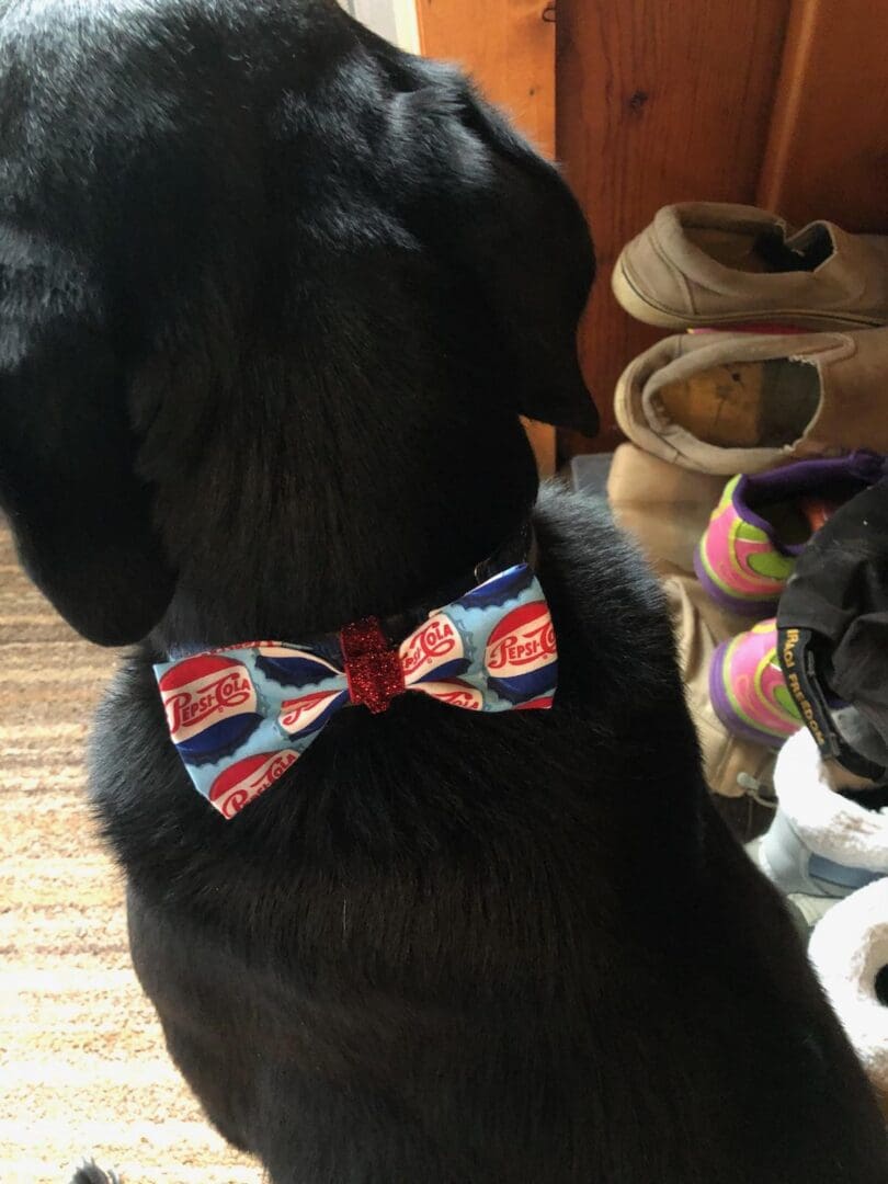 A black dog wearing a bow tie in front of shoes.