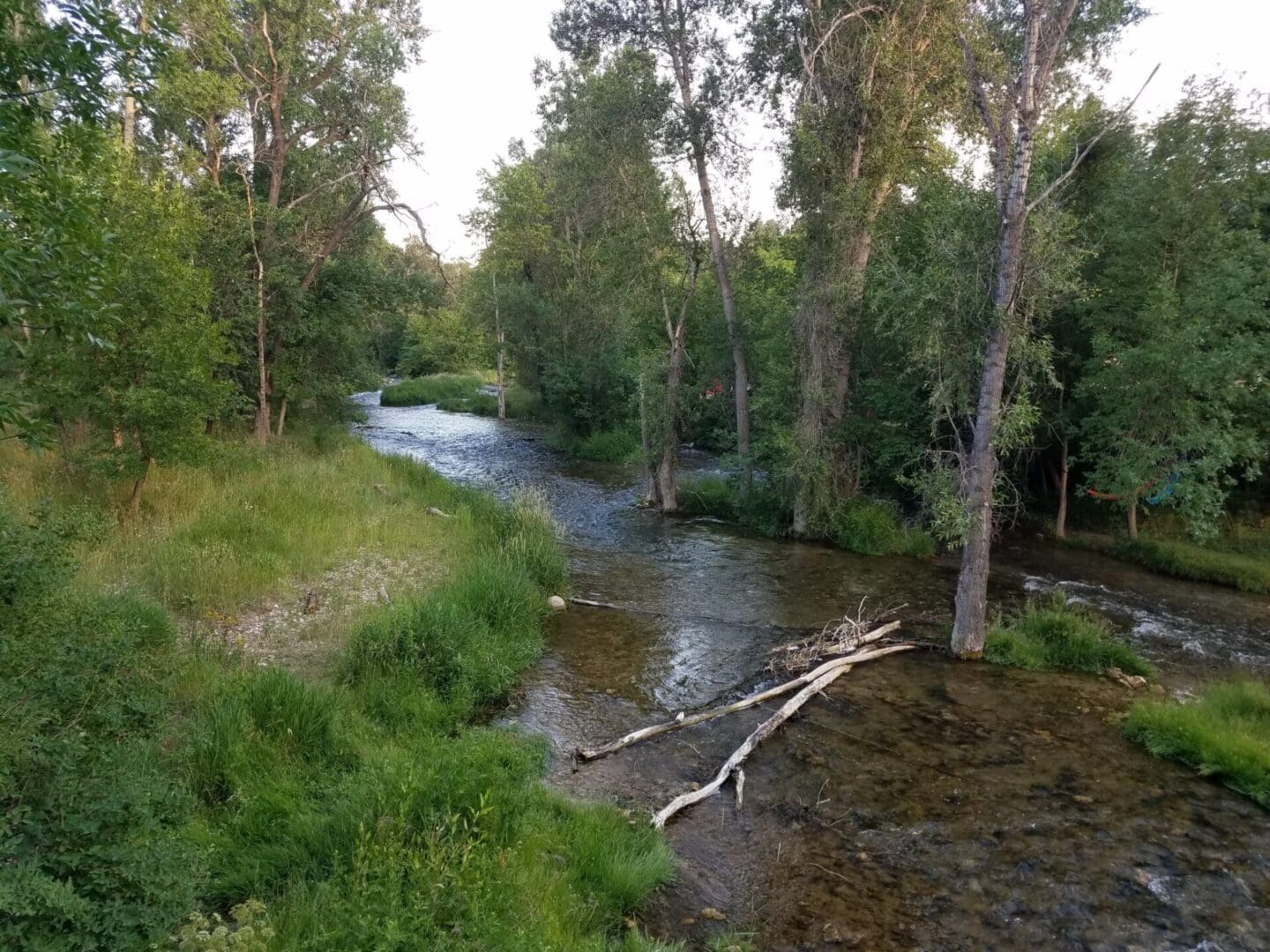 A river running through the middle of a forest.