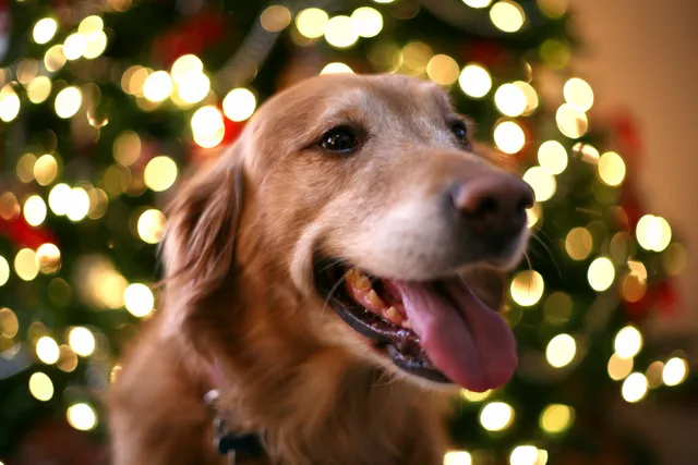 A dog with its tongue hanging out in front of a christmas tree.