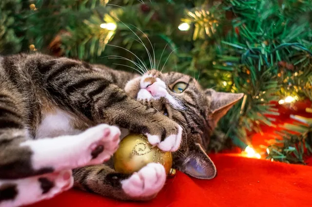 A cat is playing with a christmas ornament.