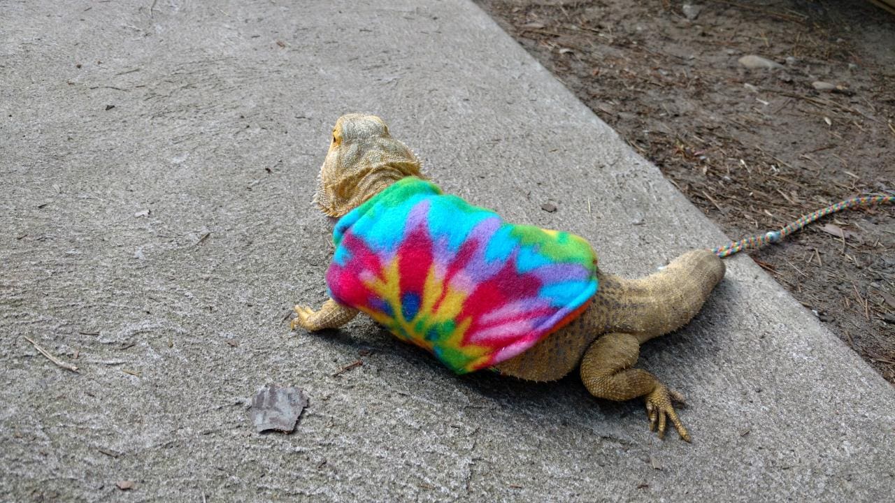 A lizard wearing a tie dye shirt on the ground.