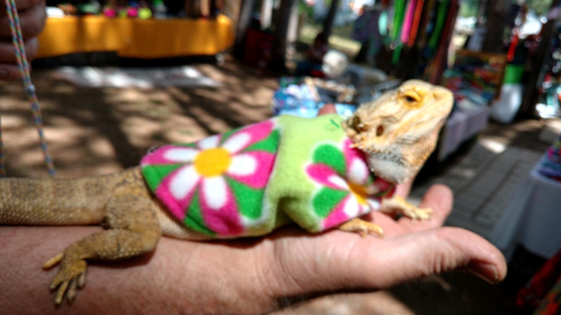 A lizard is wearing a flower shirt and sitting on someones hand.