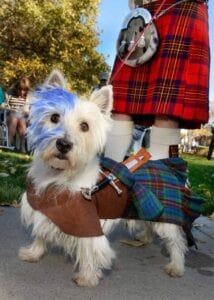 A dog with blue hair and a bag on his back.