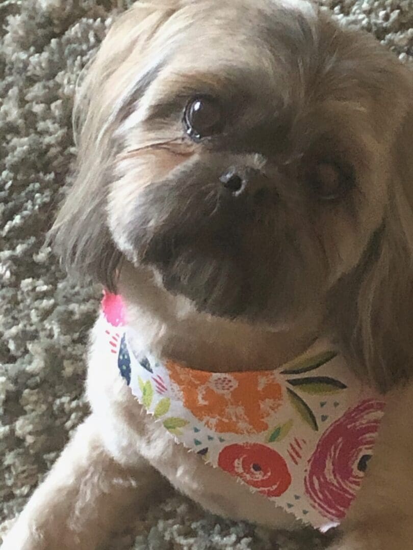 A dog wearing a floral bandana sitting on the floor.