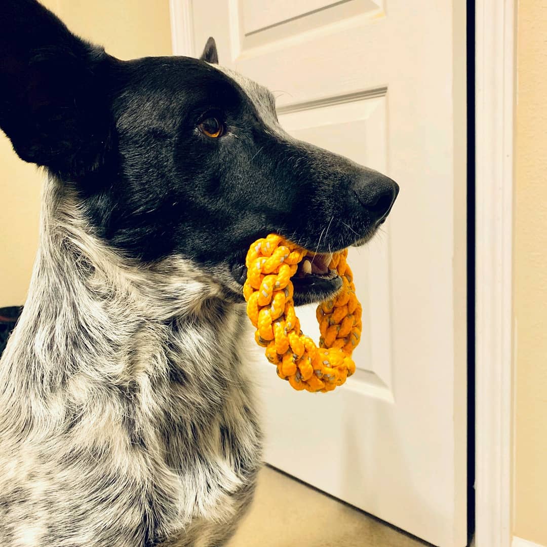 A dog with a toy in its mouth.