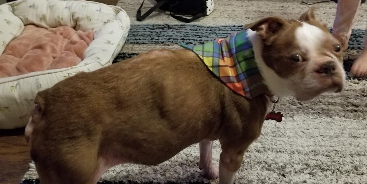 A dog wearing a plaid bandana on its neck.