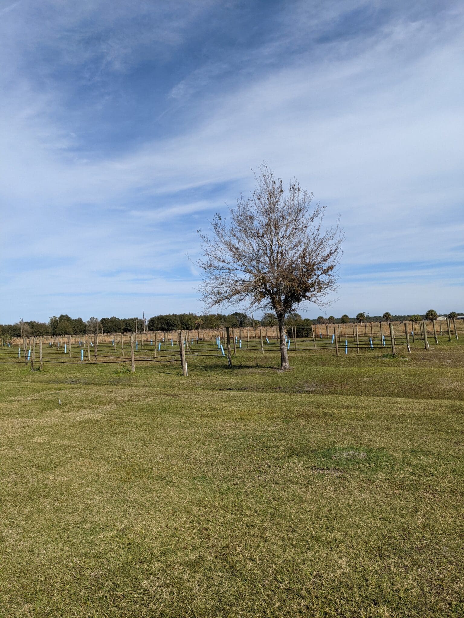 A tree in the middle of an open field.