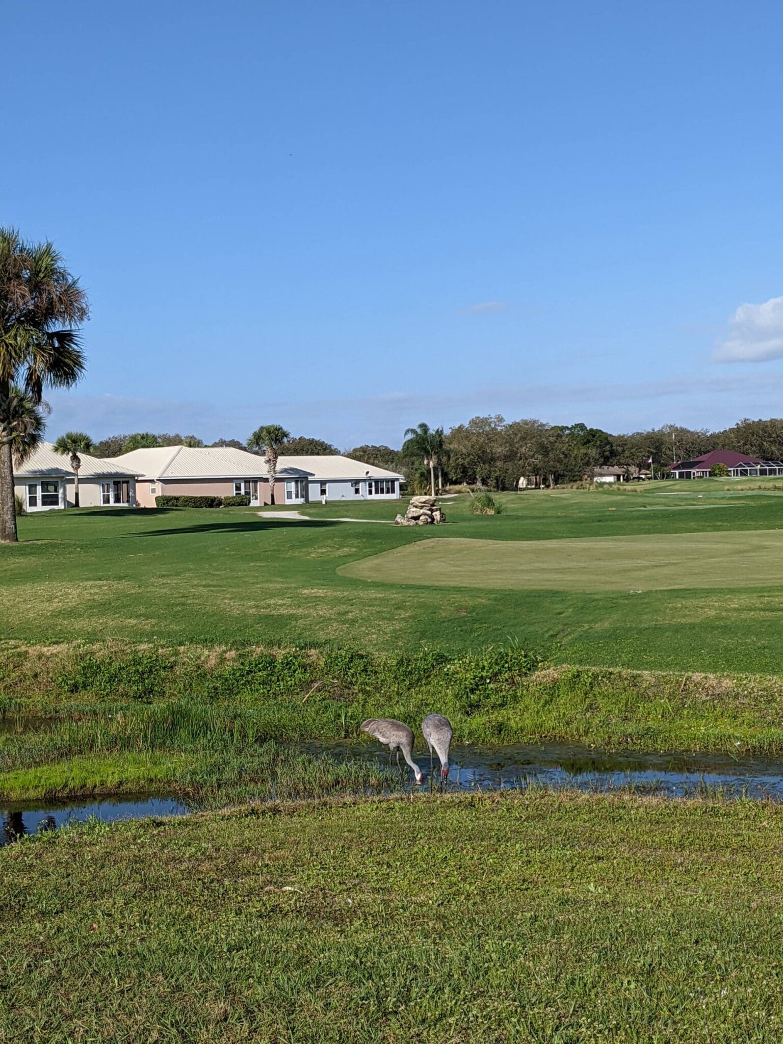 A view of a golf course with houses in the background.