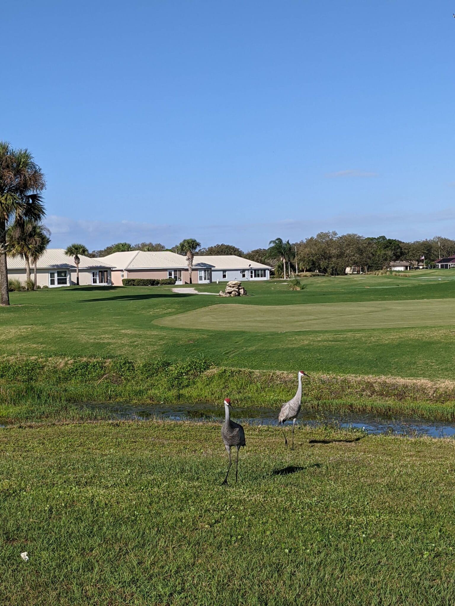 Two birds standing on a lush green field.