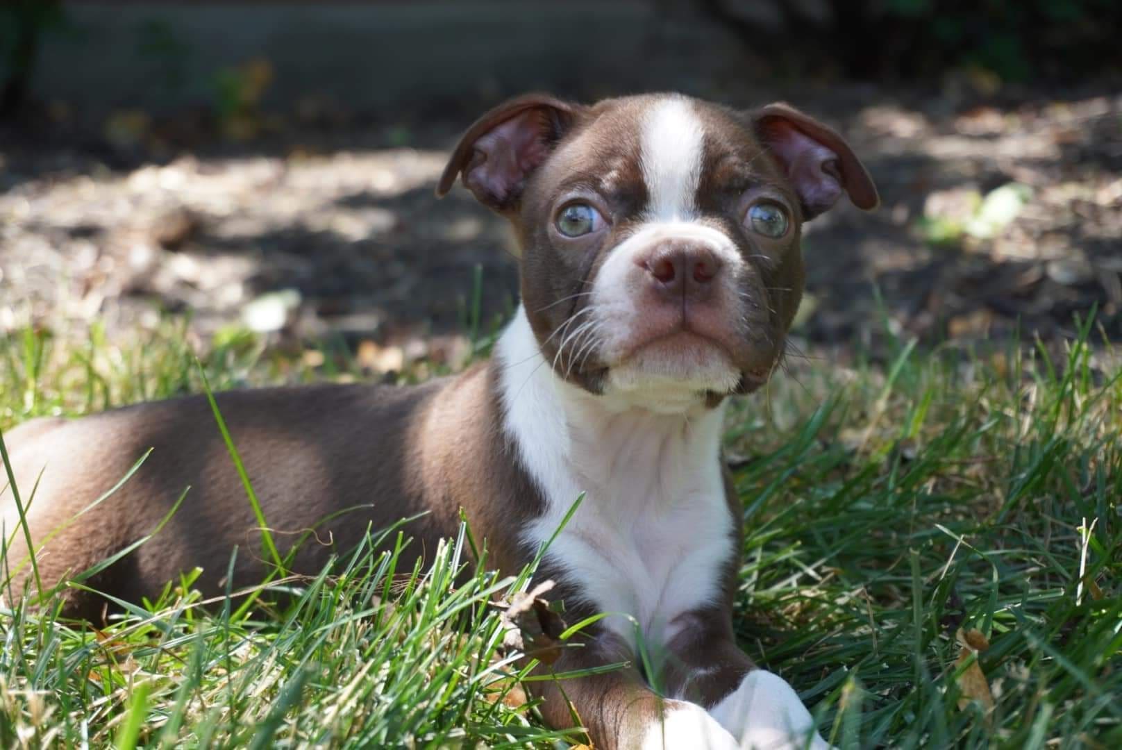 A brown and white puppy laying in the grass.