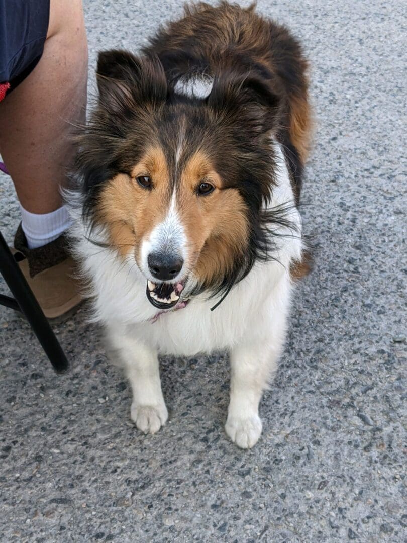 A dog standing on the floor looking up at the camera.