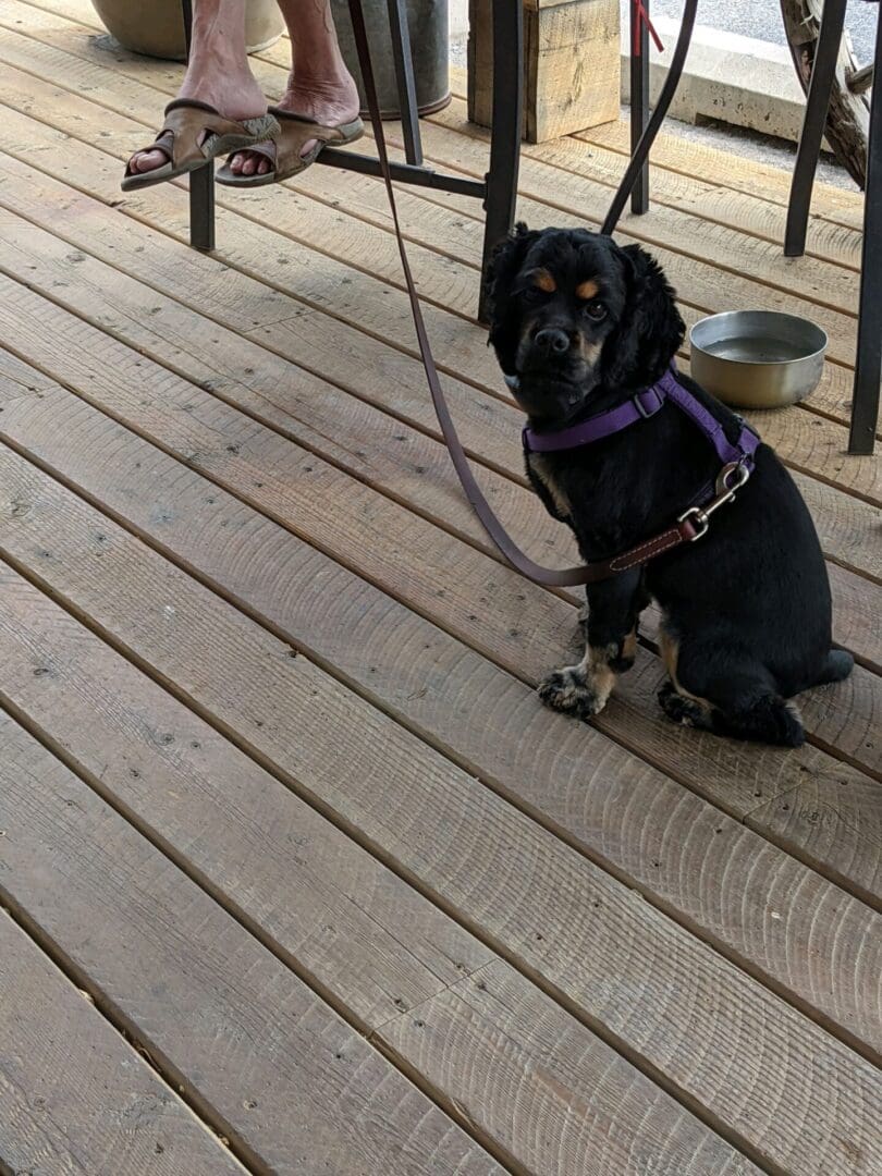 A black dog sitting on top of a wooden deck.