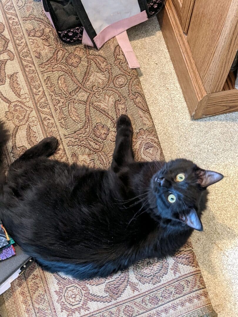 A black cat laying on the floor next to a rug.