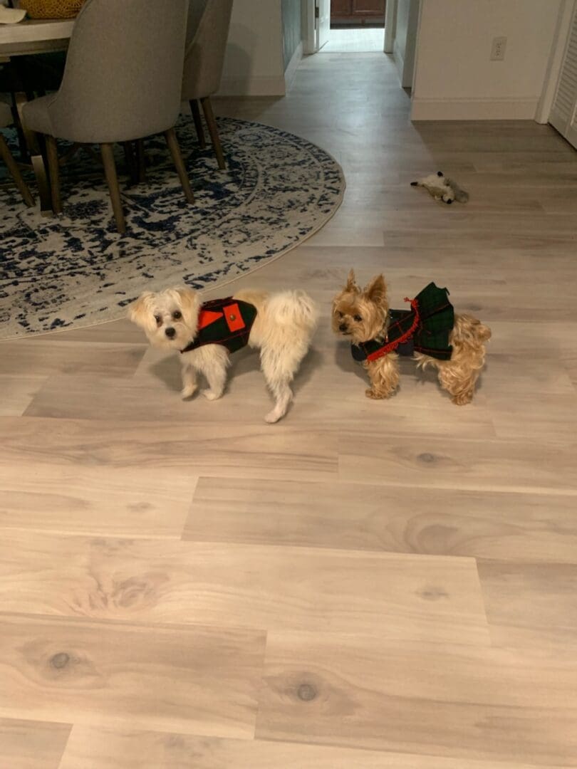 Two dogs wearing clothes on the floor