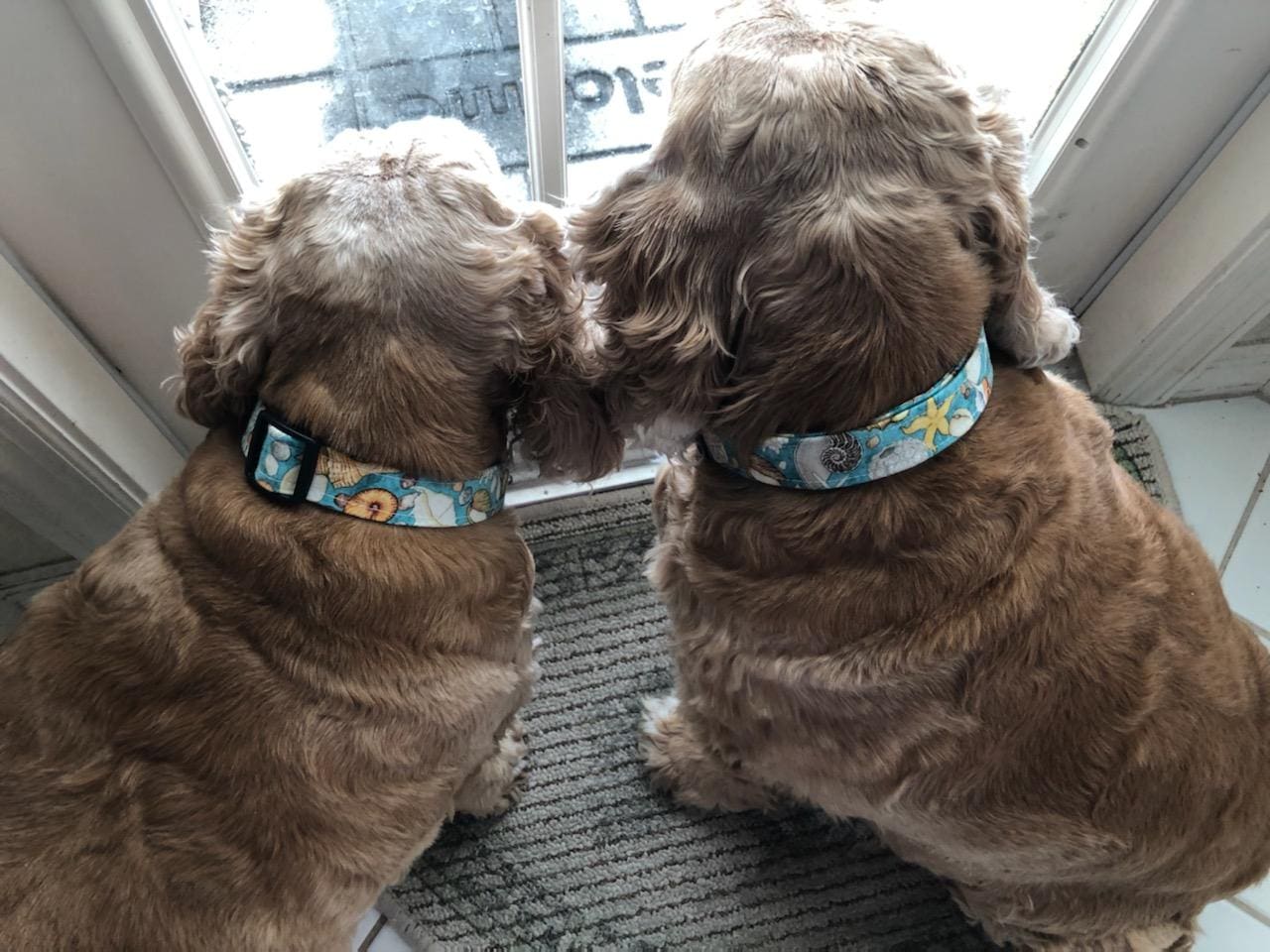 Two dogs are sitting on the floor and one is touching another dog 's face.