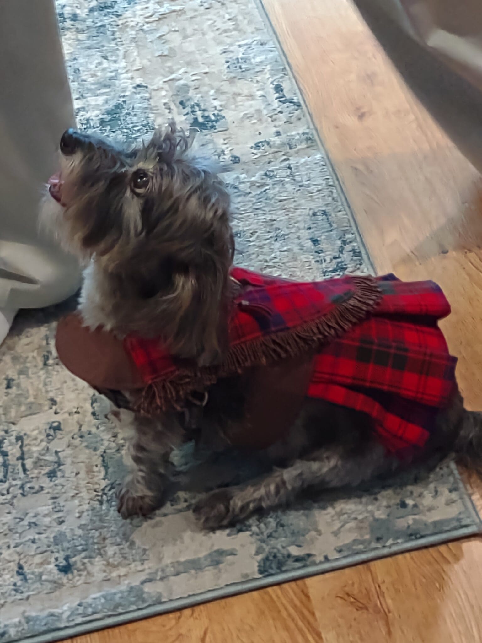 A dog wearing a red dress and chain around its neck.