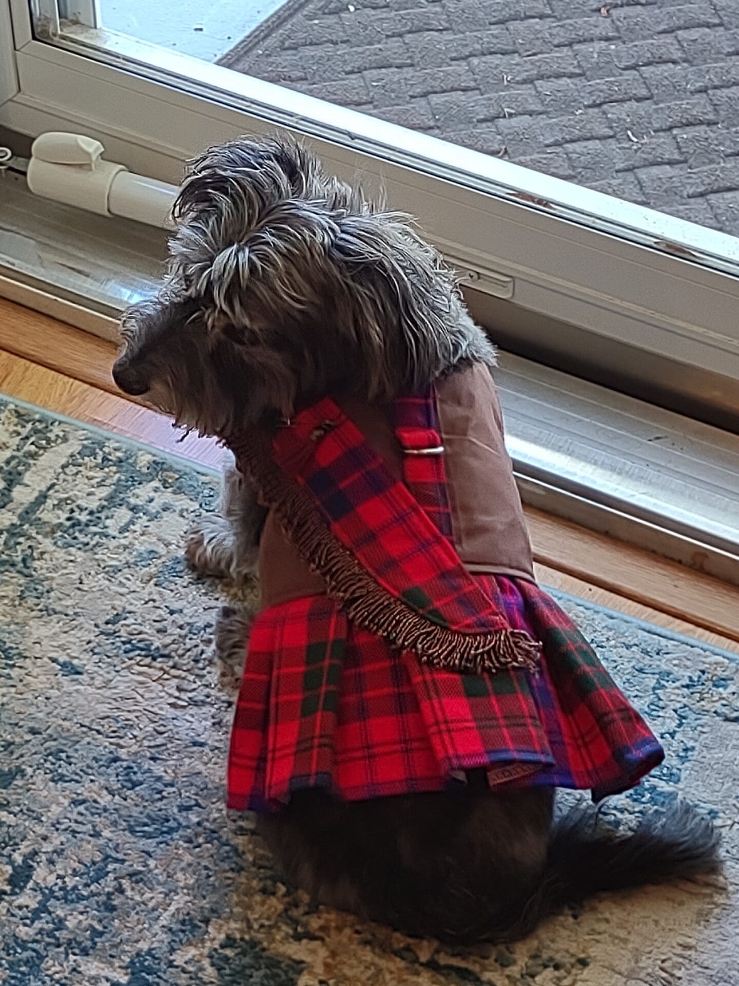 A dog wearing a dress and leash on the floor