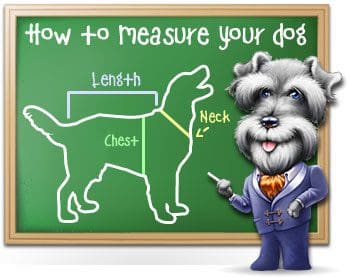 A chalkboard with a drawing of a dog and the words " how to measure your dog."