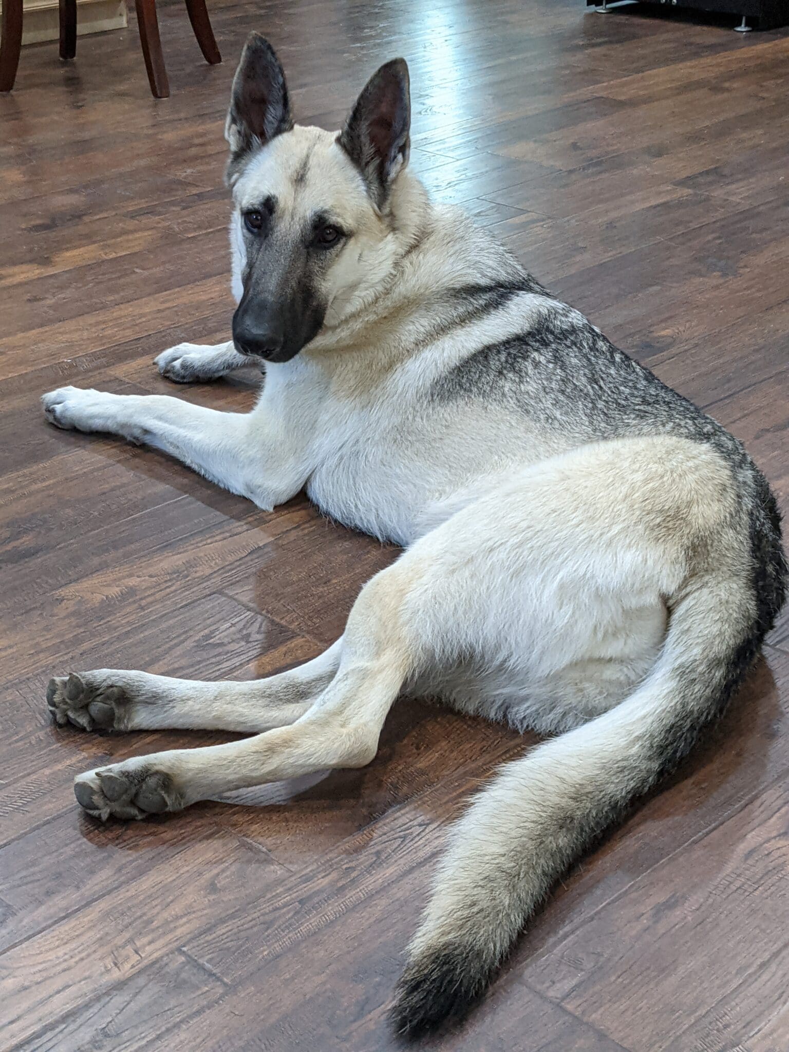 A dog laying on the floor with its head down.