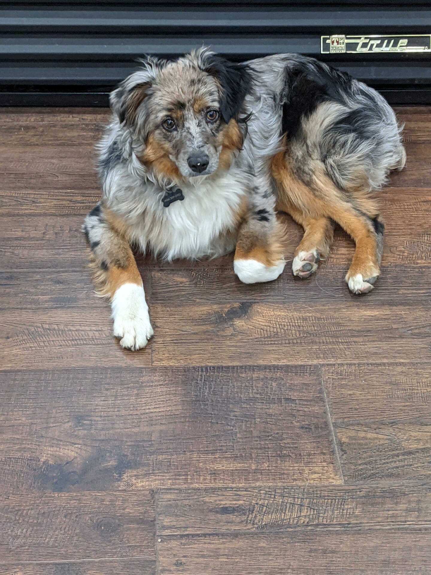 A dog sitting on the floor looking at something.