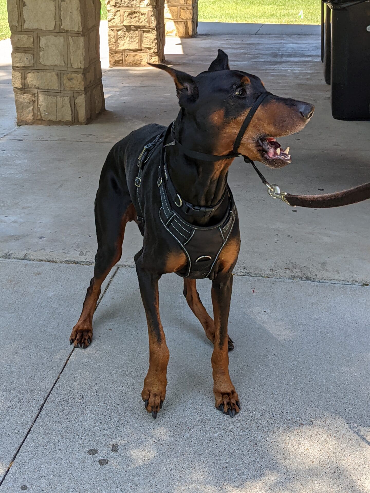 A dog wearing a leather harness on its back legs.