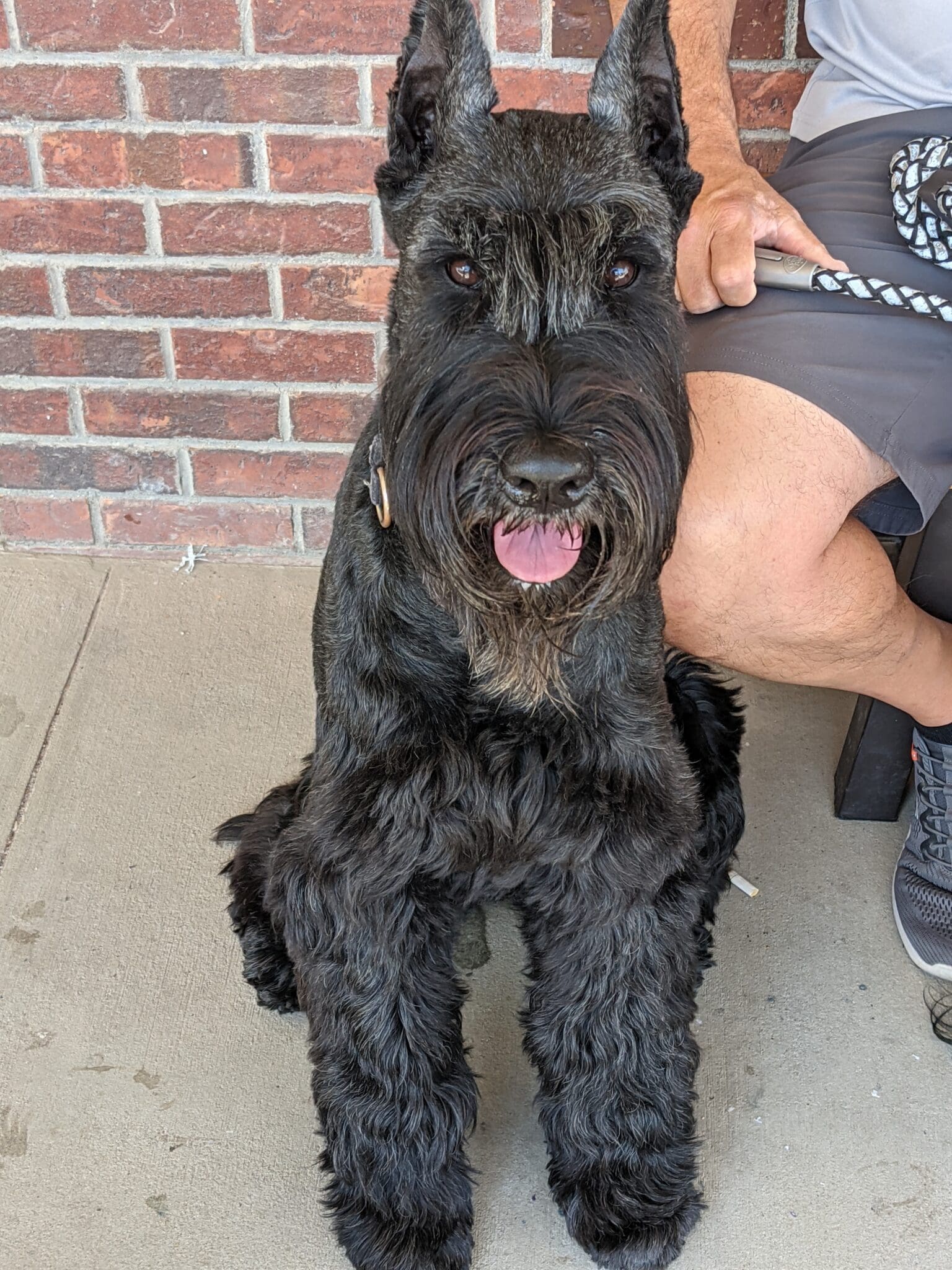 A black dog sitting on the ground next to a person.