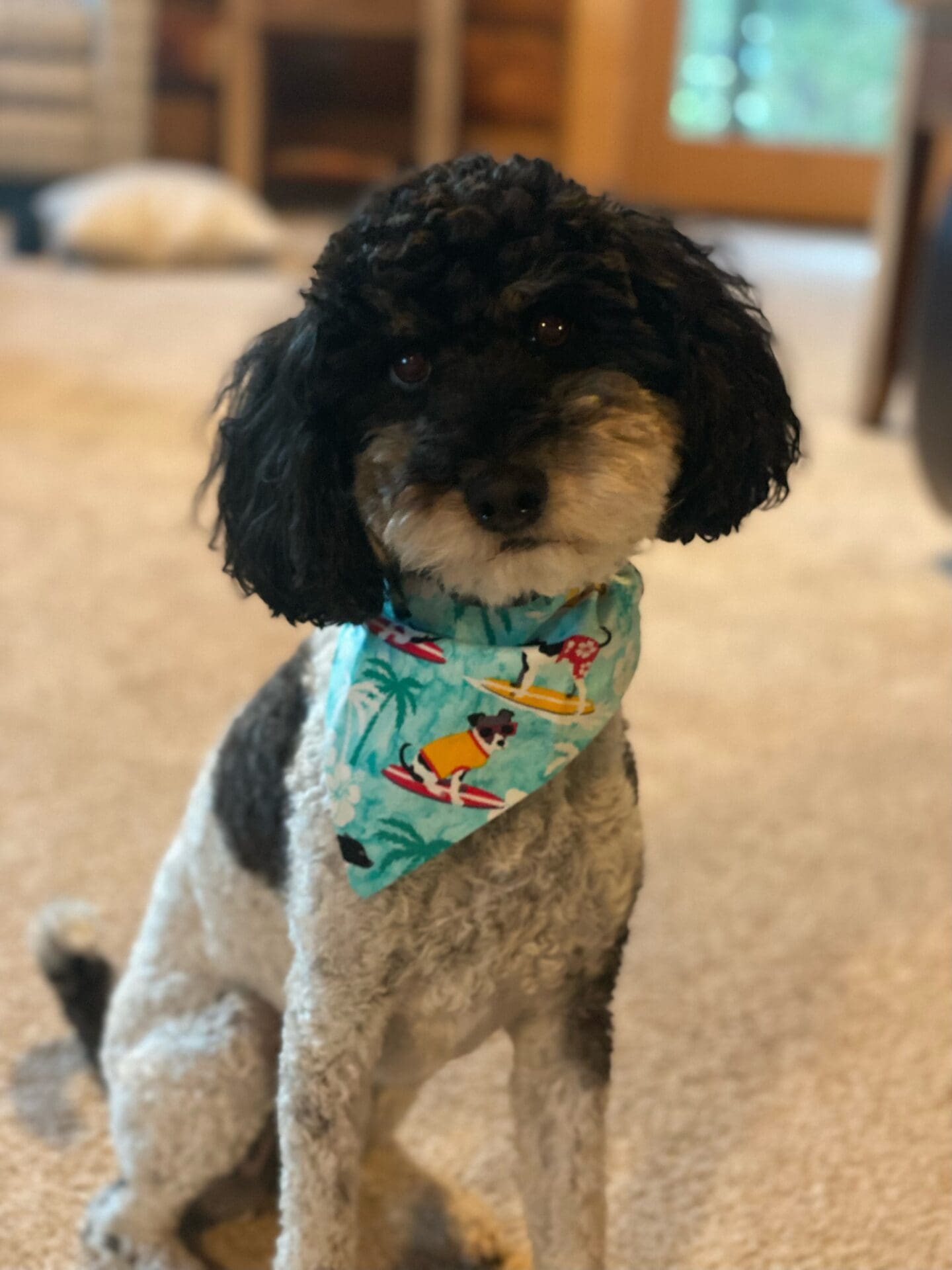 A black and white dog wearing a blue hawaiian bandana.