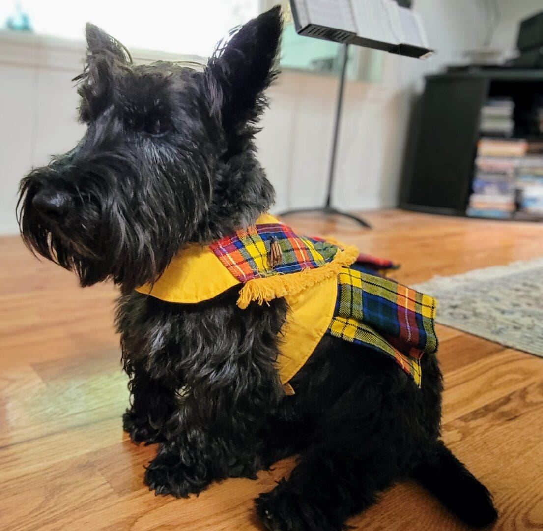 A black dog sitting on the floor wearing a yellow plaid shirt.