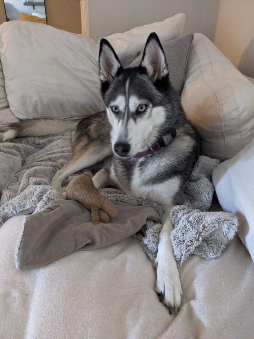 A husky dog laying on top of a blanket.