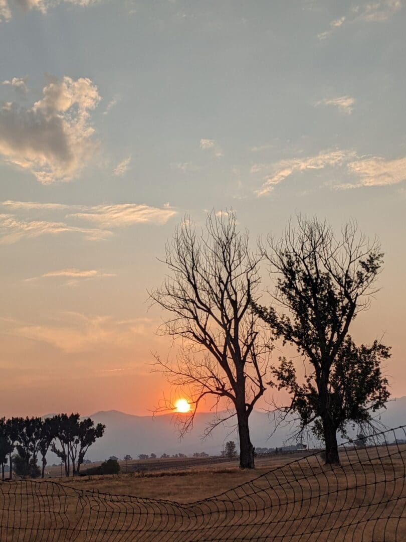 A sunset with two trees in the foreground.