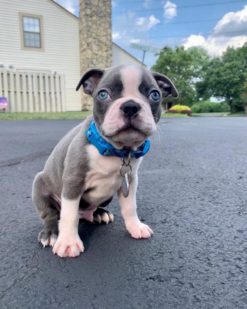 A small dog sitting on the ground in front of a house.