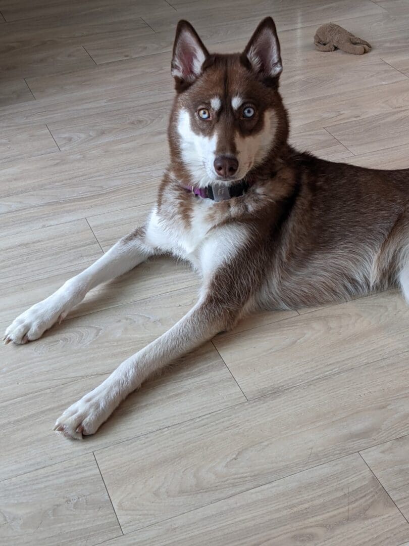 A husky dog laying on the floor looking at the camera.