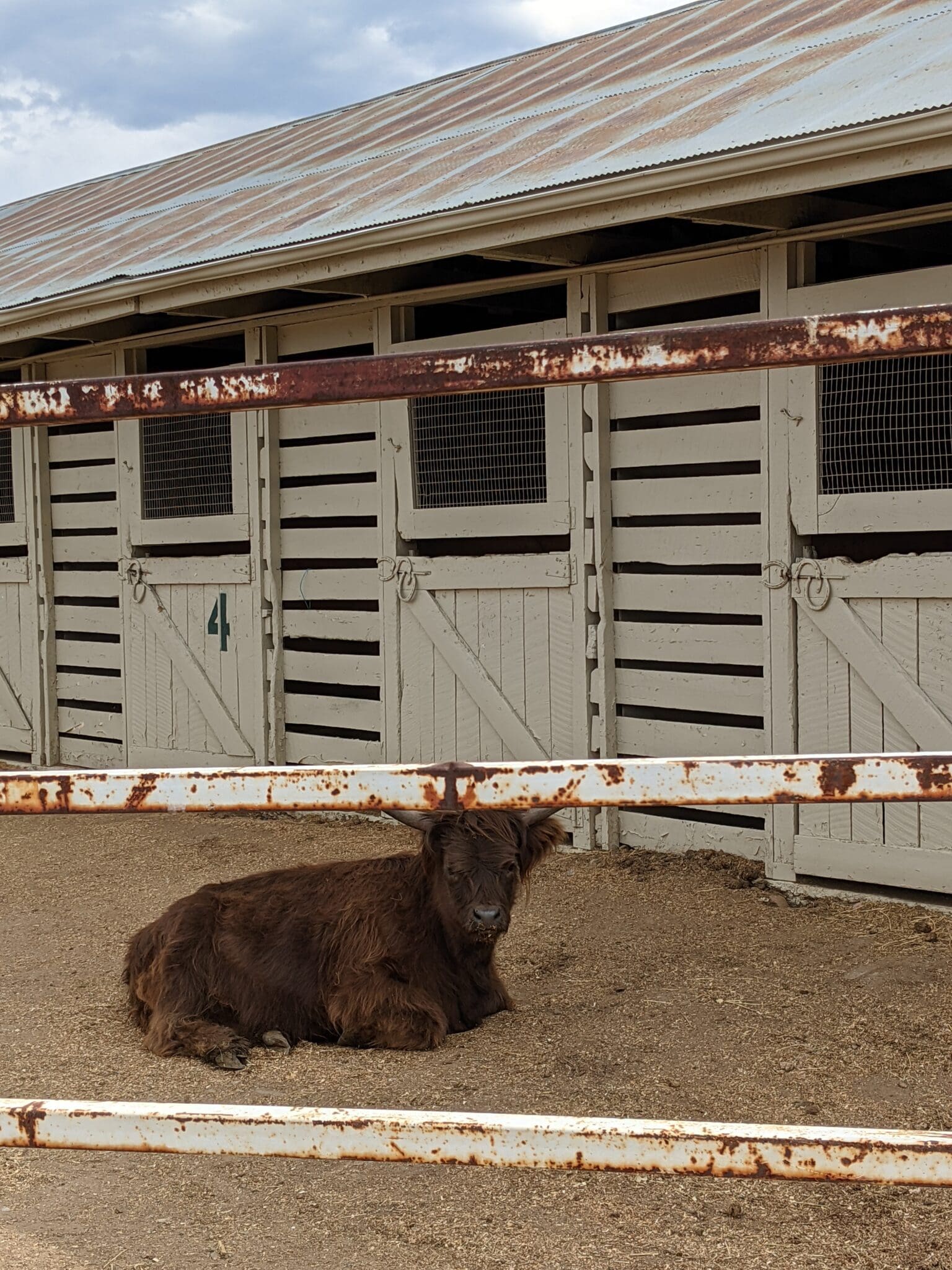 A cow laying in the dirt near some stalls.