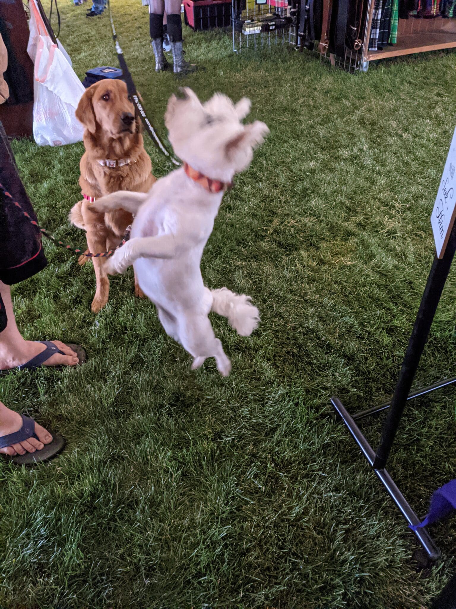 A dog is jumping in the air with its head on his hind legs.