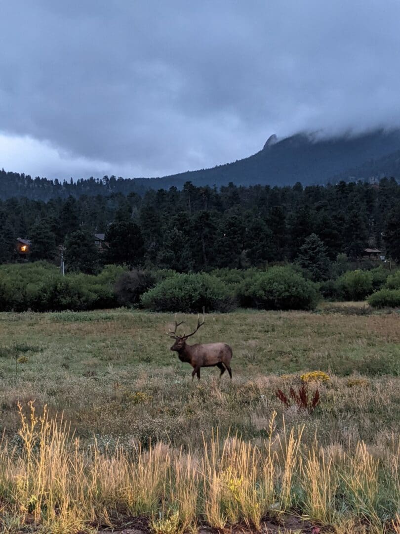 A deer standing in the middle of a field.