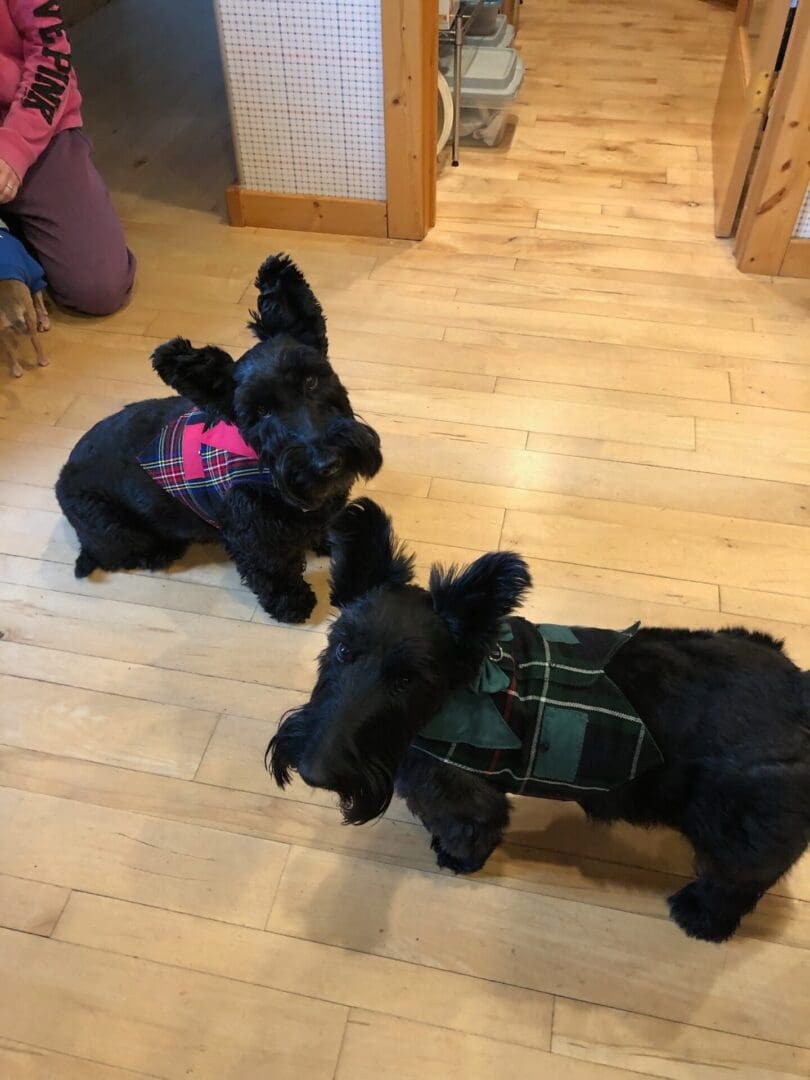 Two black dogs sitting on the floor next to each other.