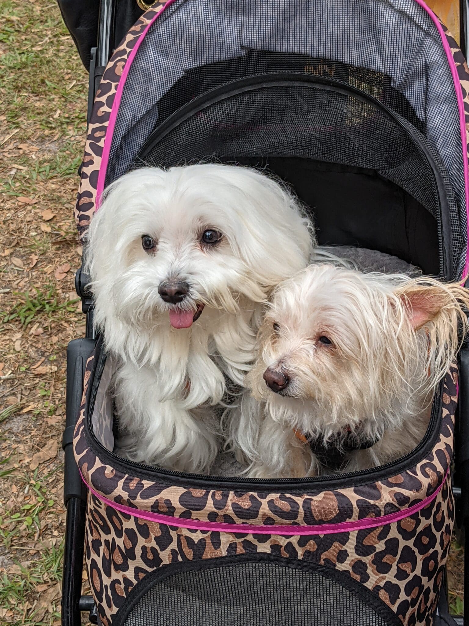 Two small white dogs sitting in a bag.