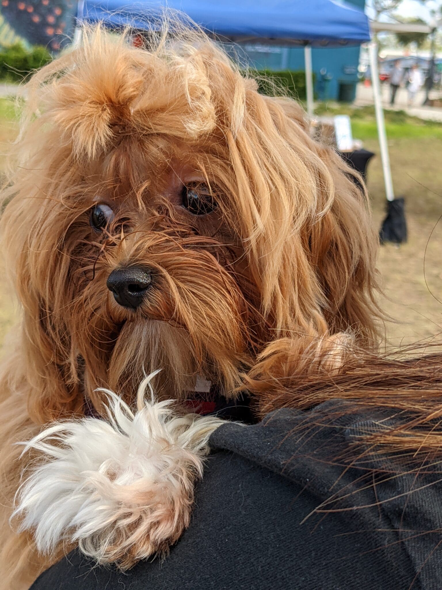 A dog with long hair is laying down.