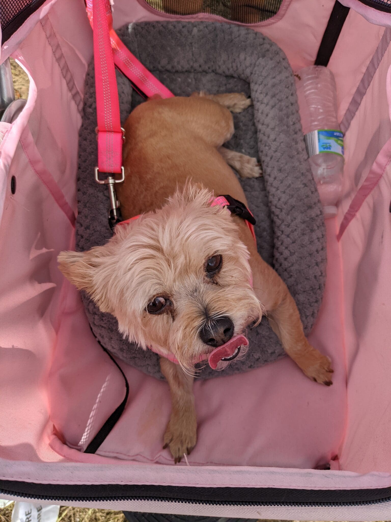 A dog laying in its pink carrier.