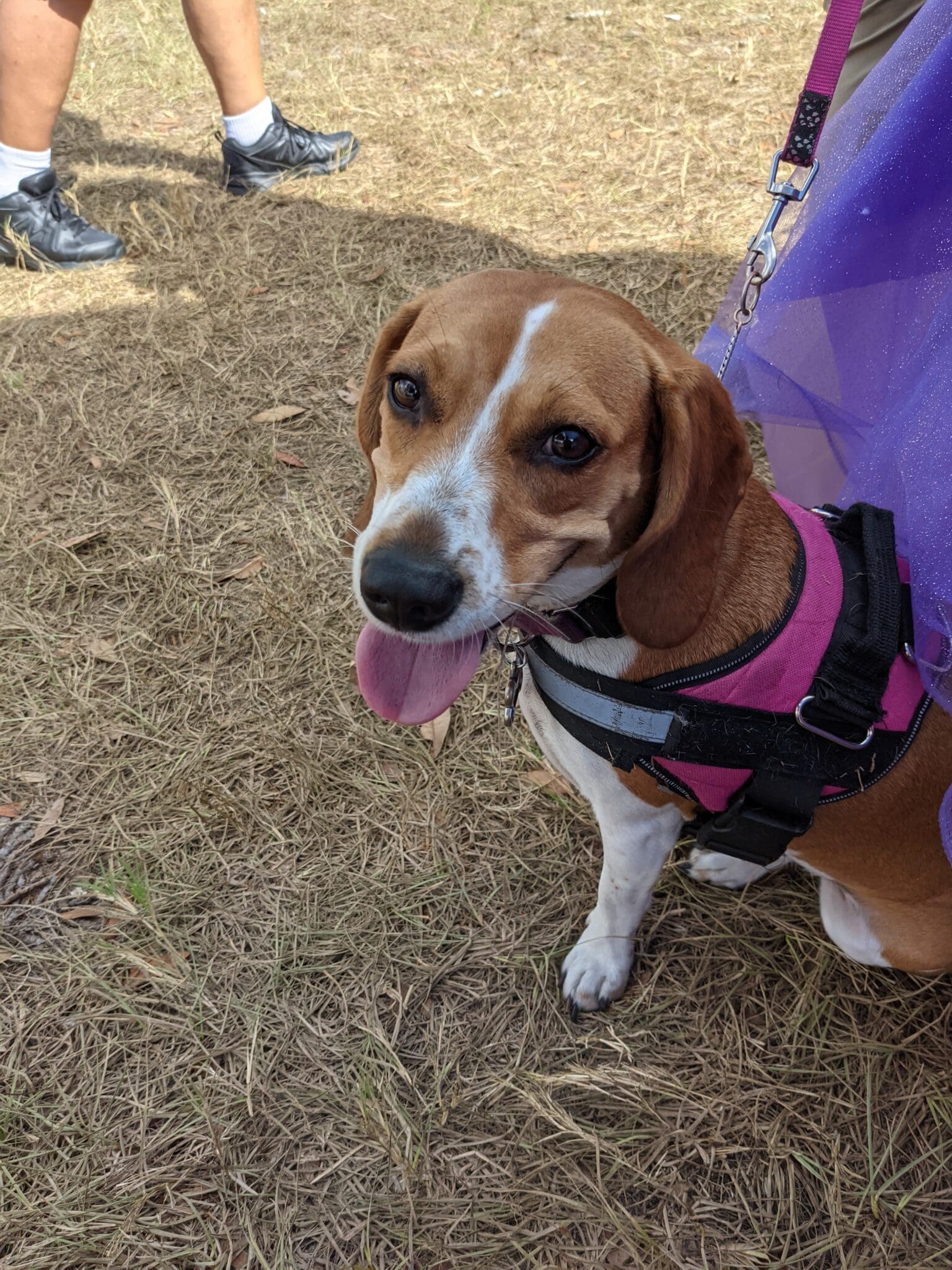 A dog with its tongue hanging out sitting on the ground.