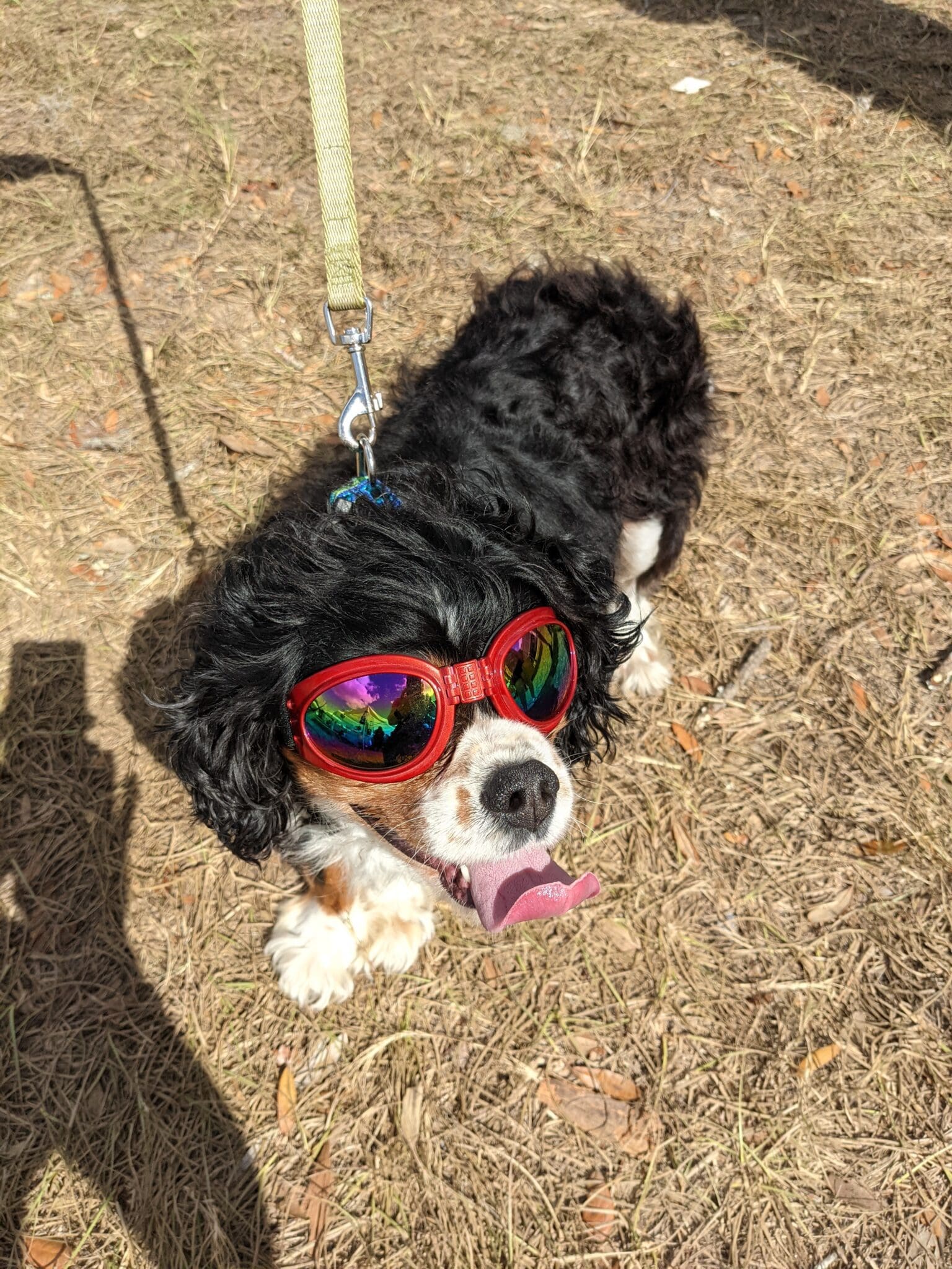 A dog wearing sunglasses and sitting on the ground.