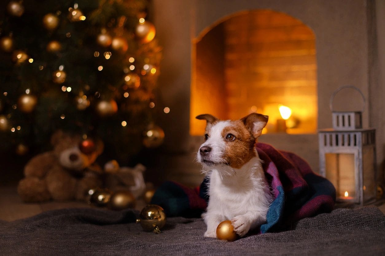 A dog sitting in front of a christmas tree.