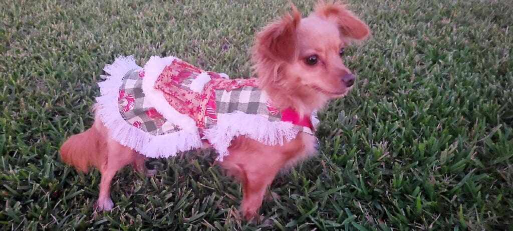 A small dog wearing a dress in the grass.