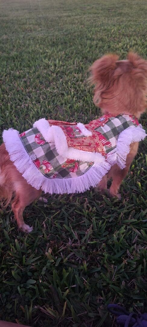 A small dog wearing a dress in the grass.