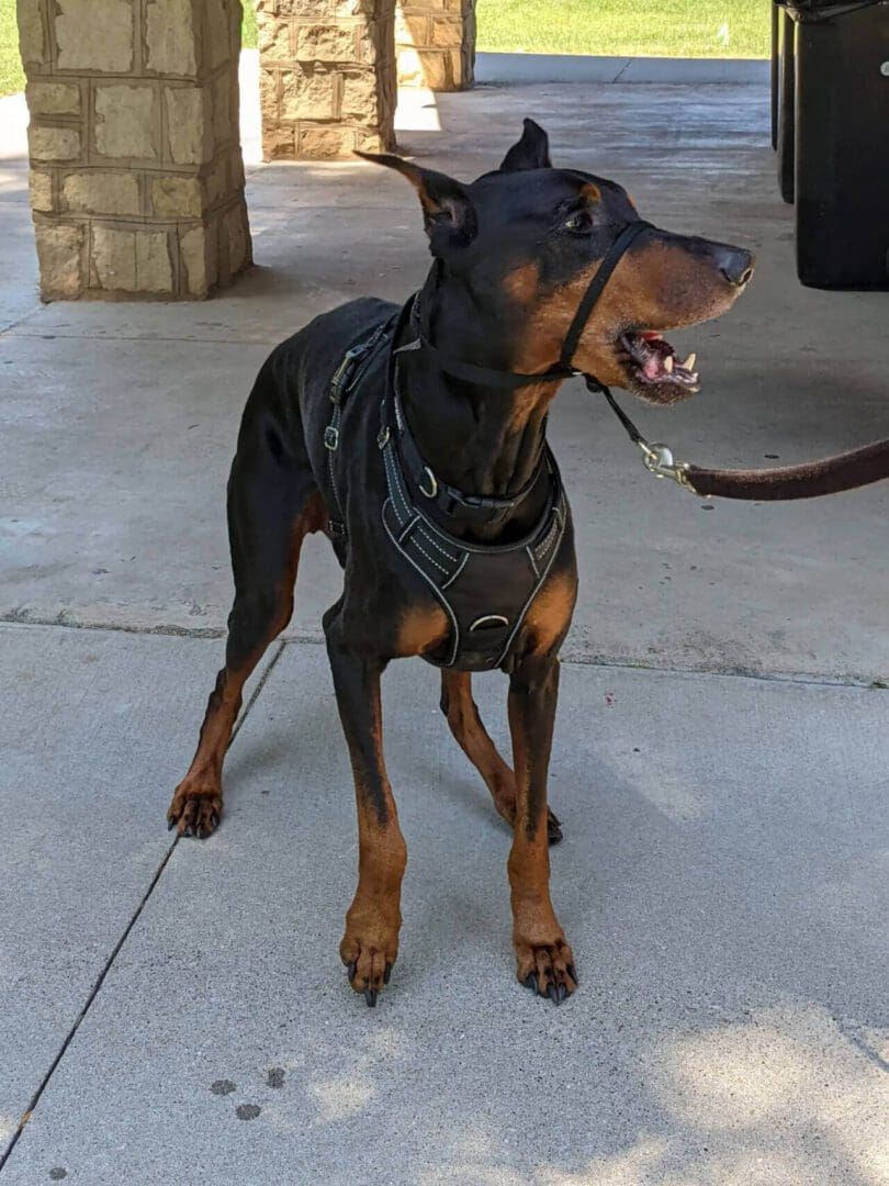 A dog that is standing on the ground.