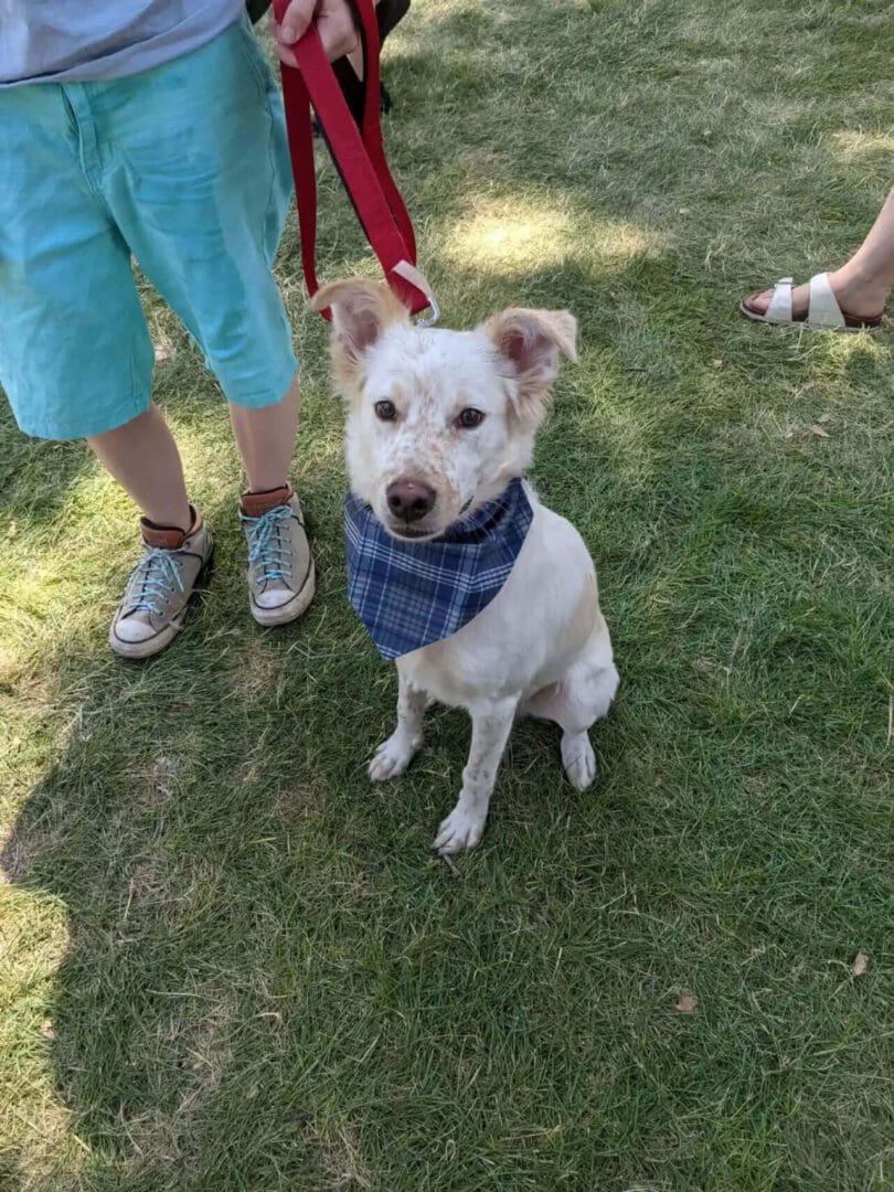 A white dog with blue bandana sitting on grass.