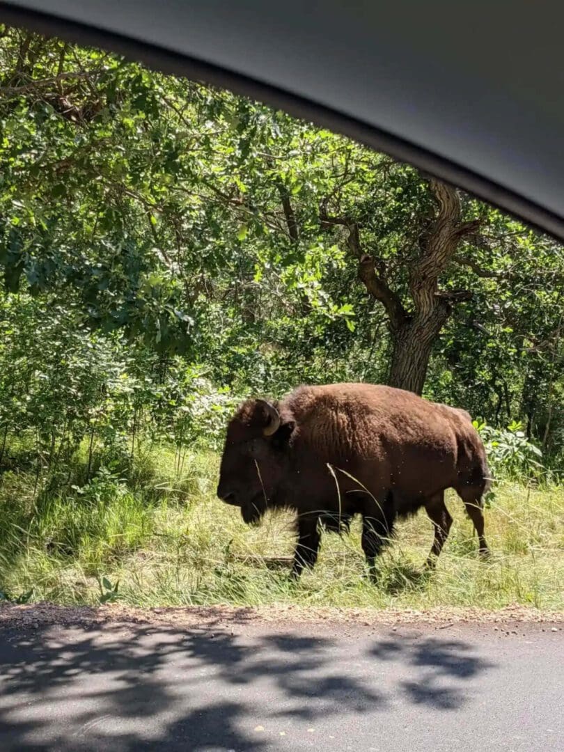 A bison walking across the road near some trees